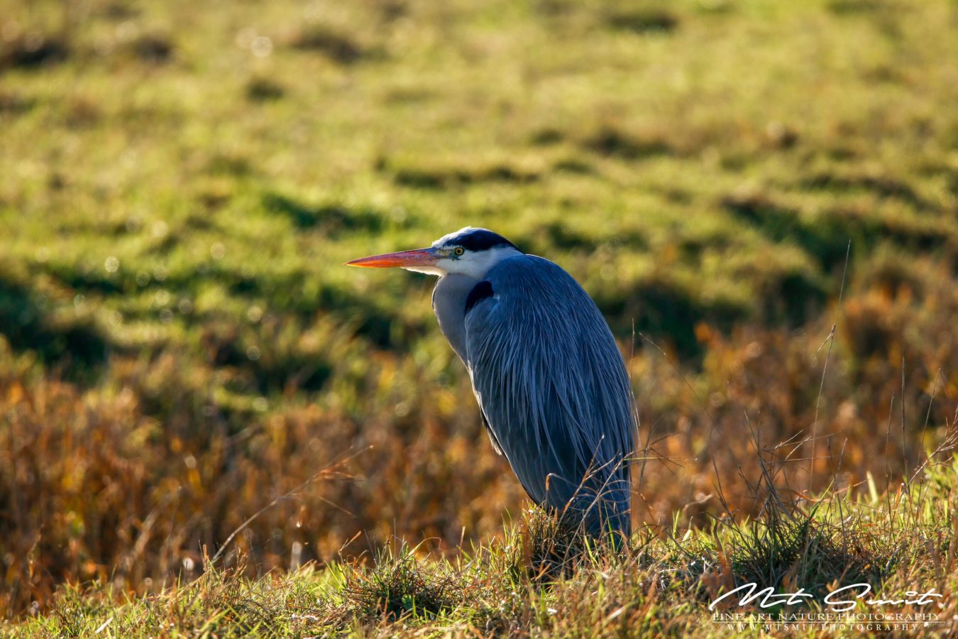HERON IN THE SUN