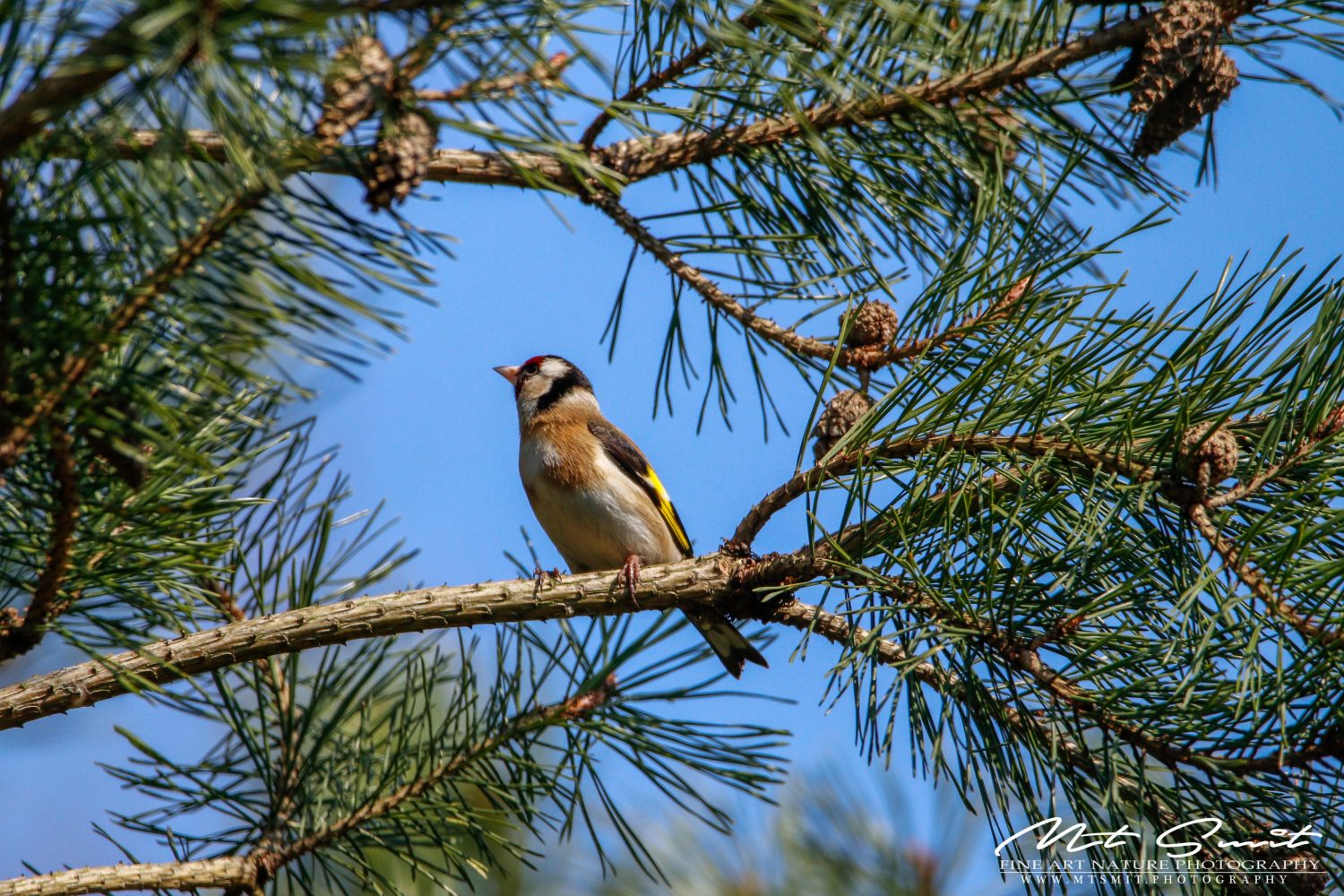 EUROPEAN GOLDFINCH