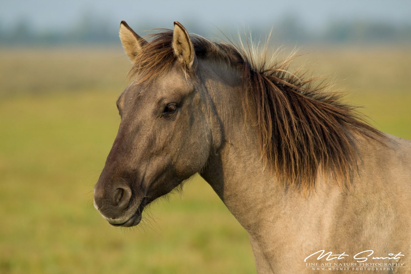PORTRAIT OF A KONIK
