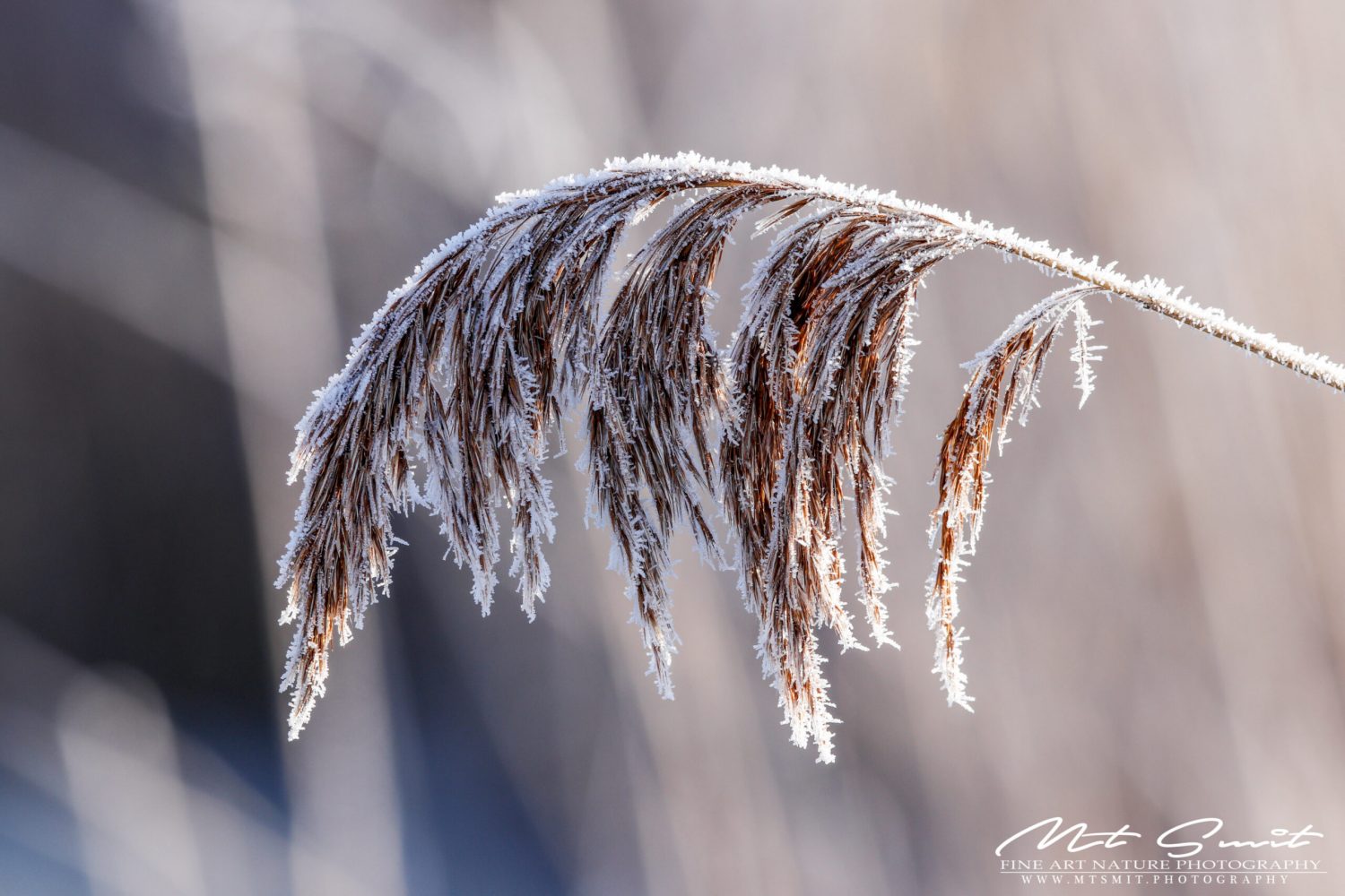 FROZEN REED