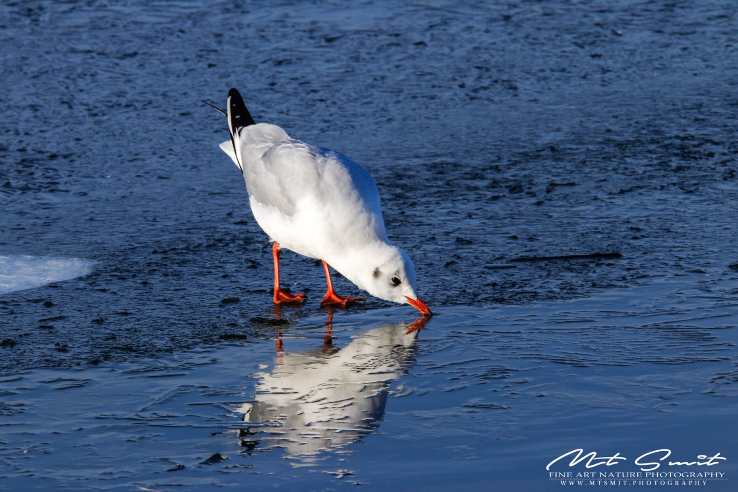 BLACK-HEADED-GULL