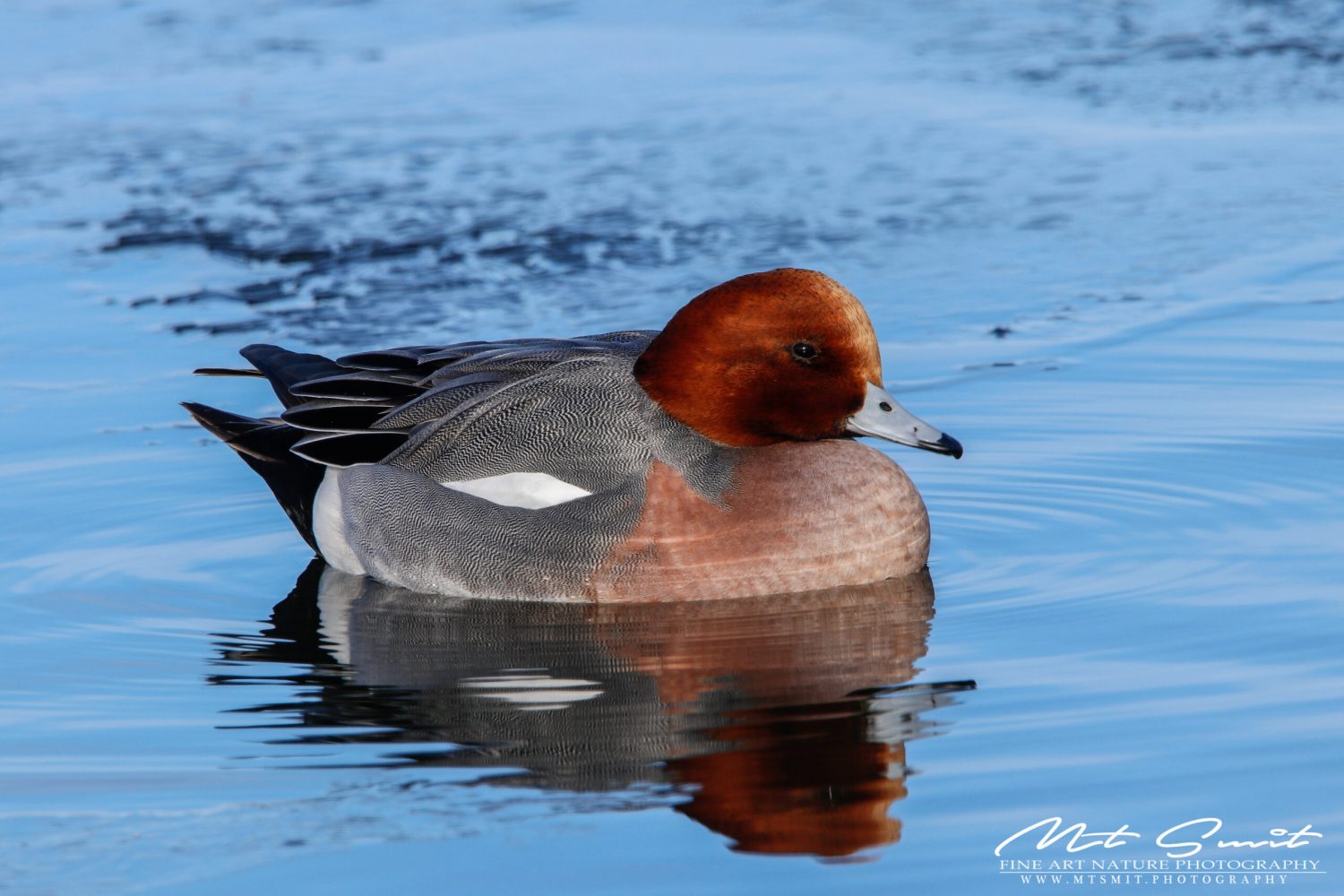 WIGEON