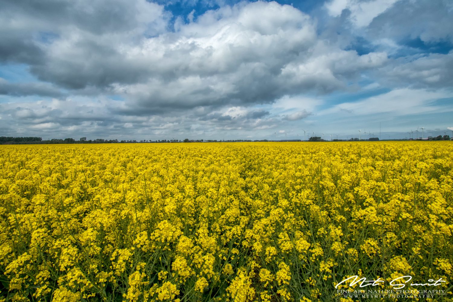 RAPESEED FIELD