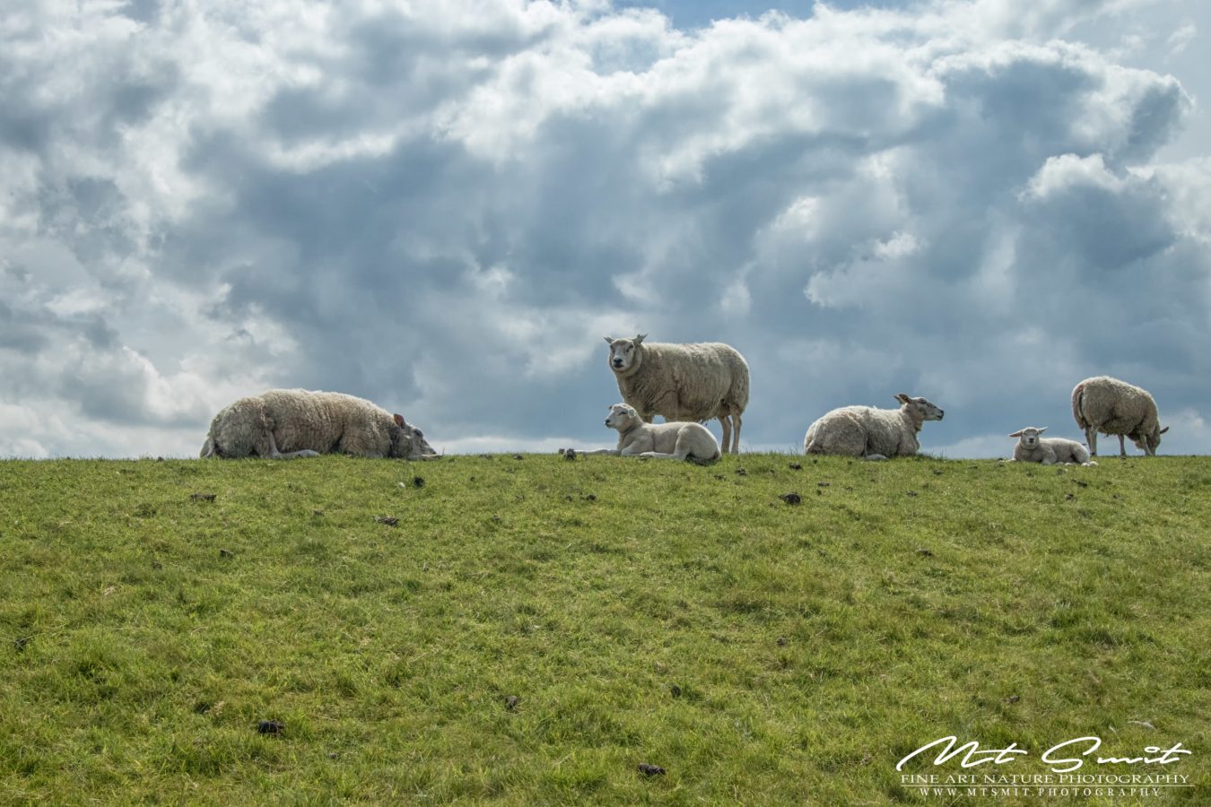 SHEEPS & CLOUDS