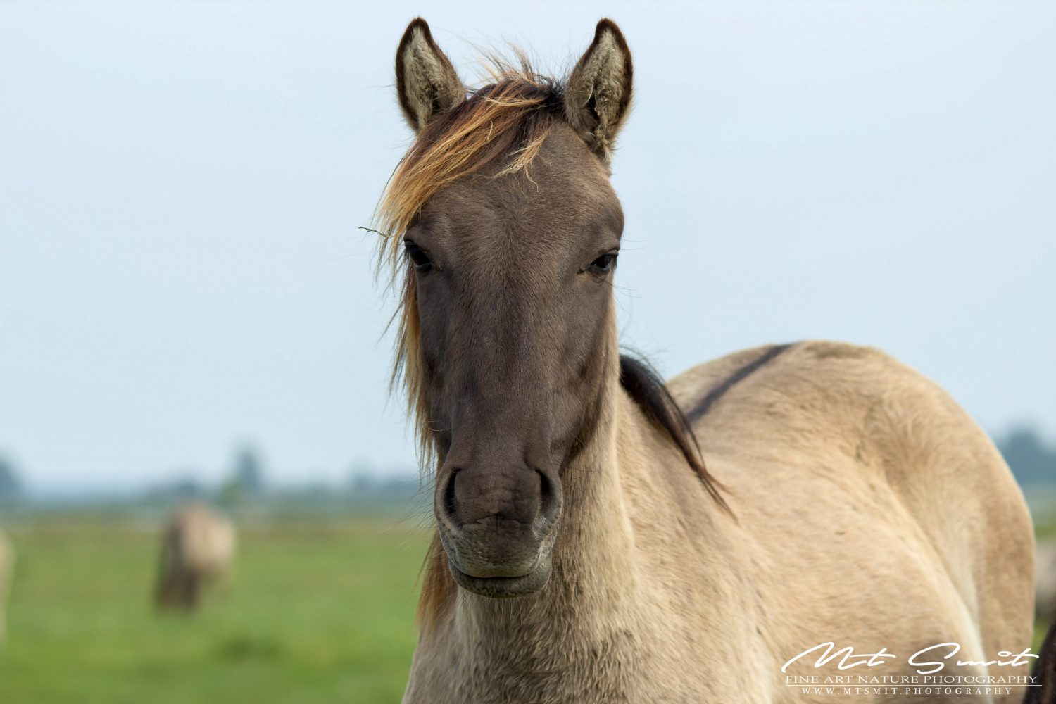 HANDSOME KONIK