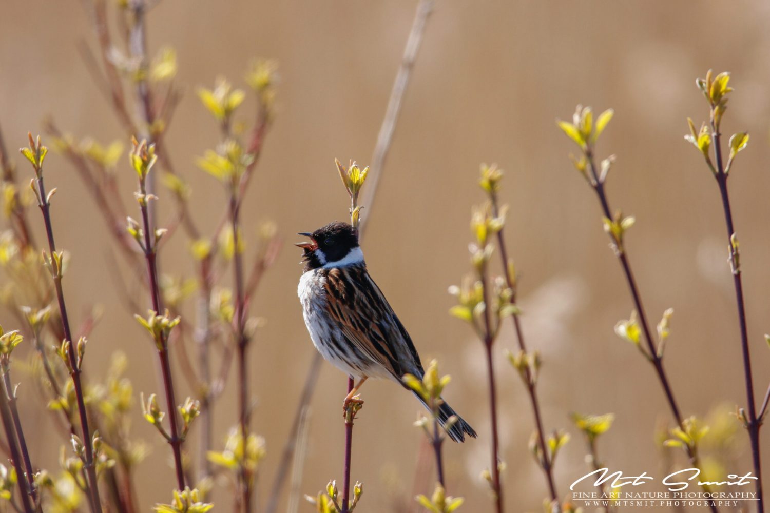 REED BUNTING