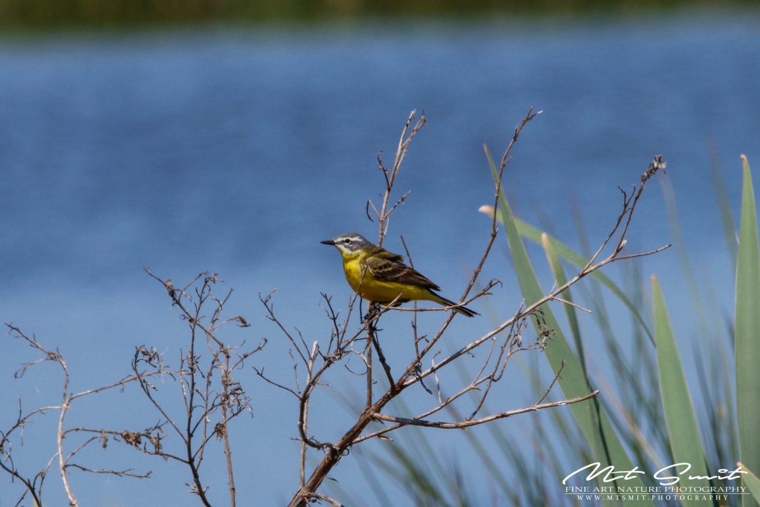YELLOW WAGTAIL