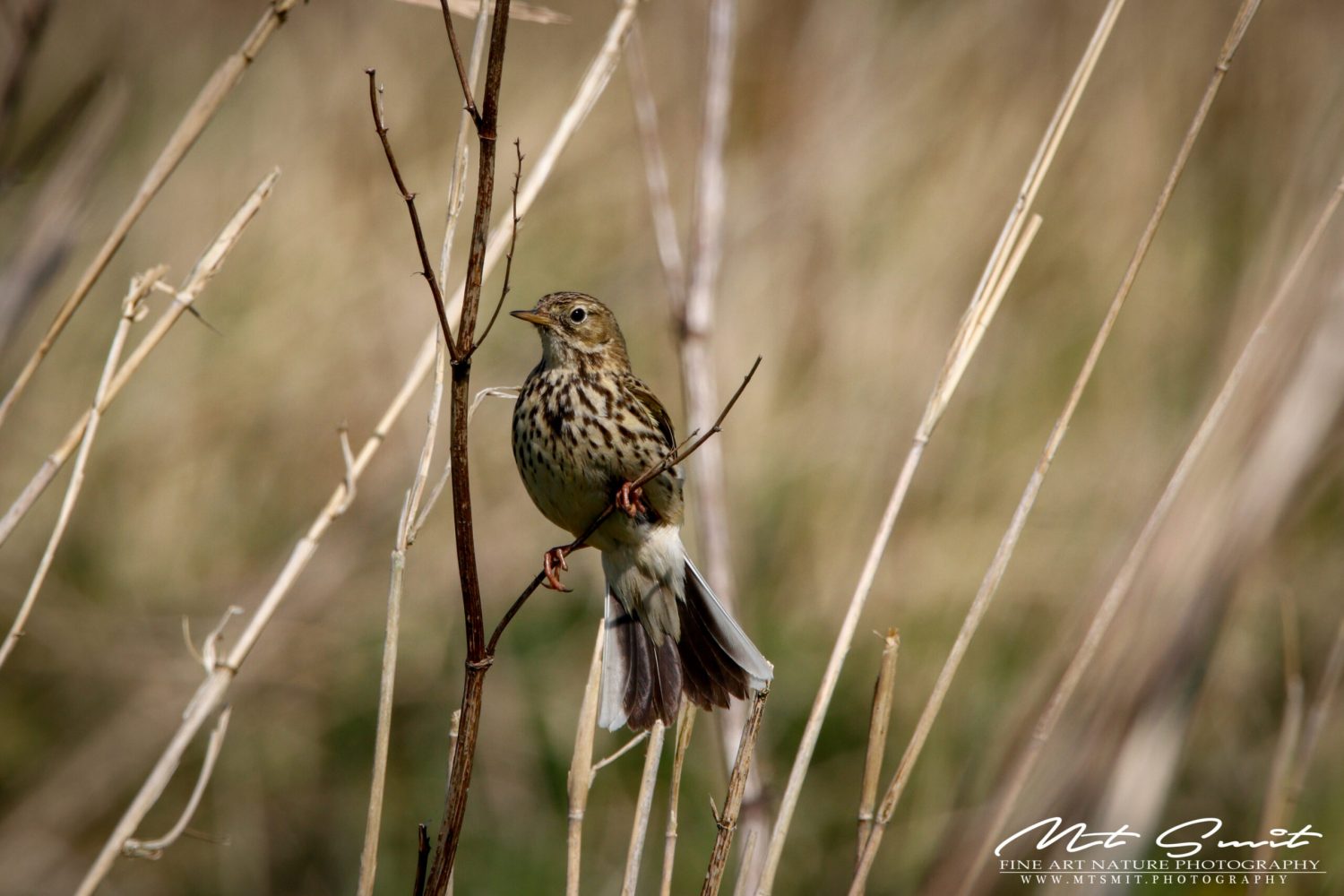 SONG THRUSH