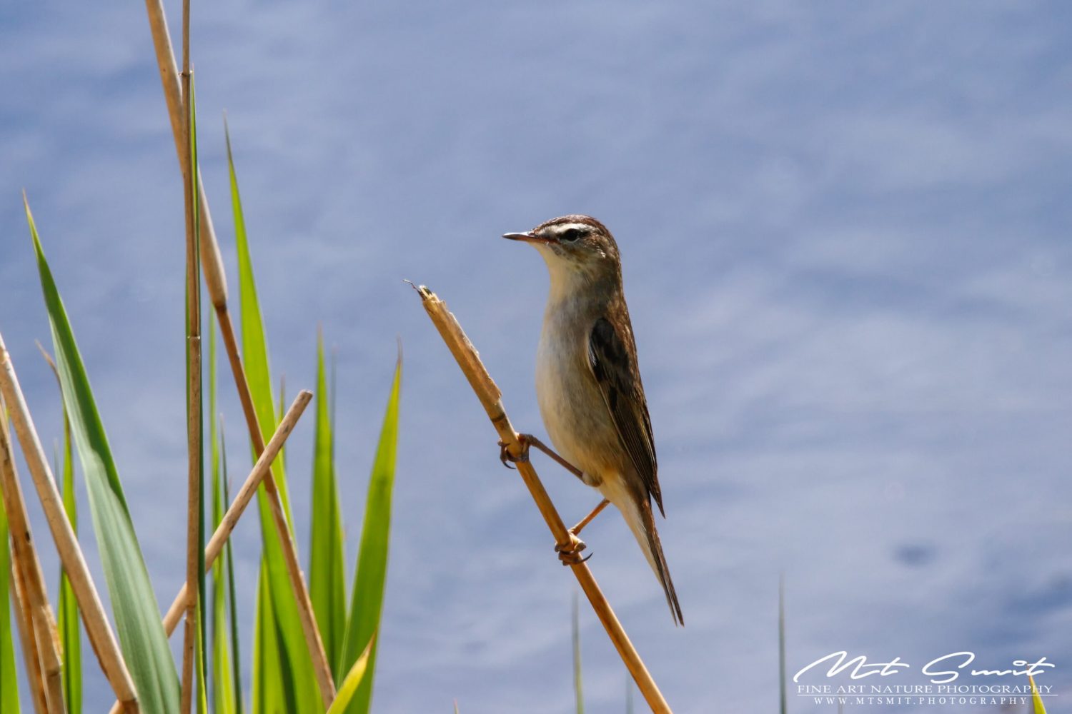 SEDGE WARBLER