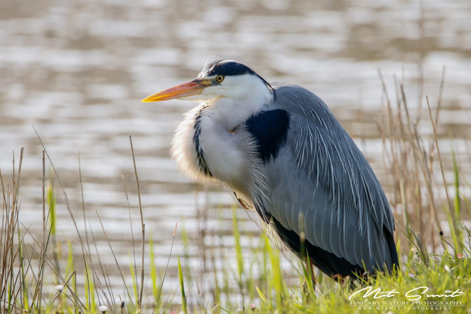 GREY HERON