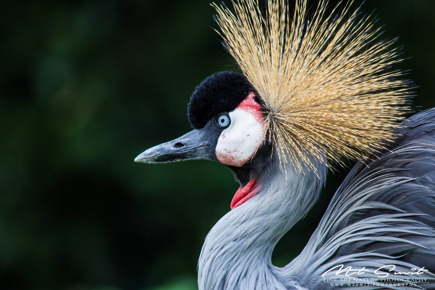 CROWNED CRANE