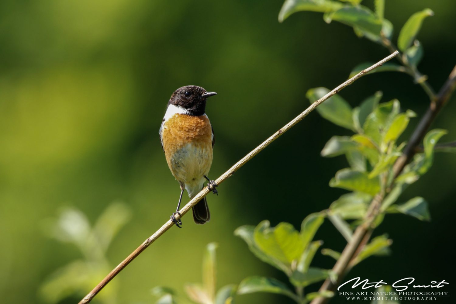 STONE CHAT