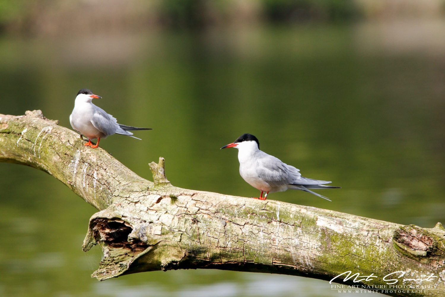 COMMON TERN