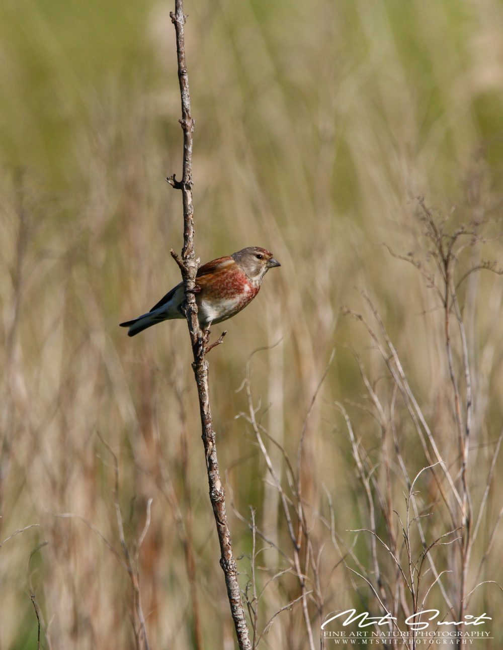 COMMON LINNET