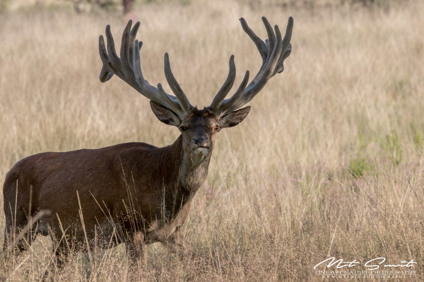 OH MY DEER
