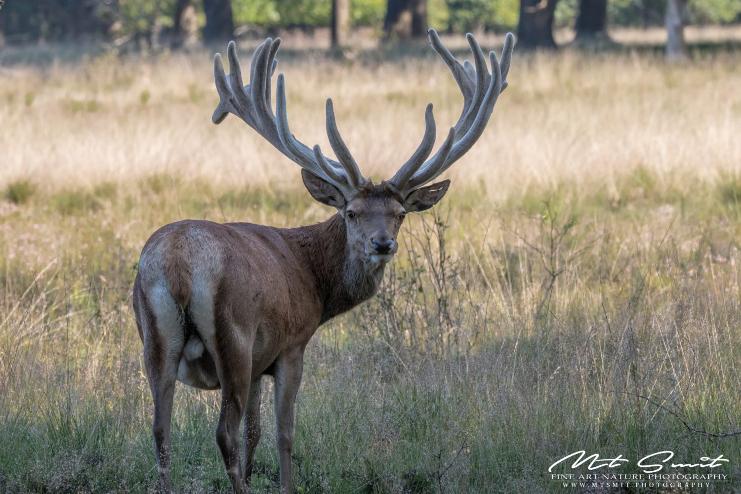 RED DEER STARING AT ME