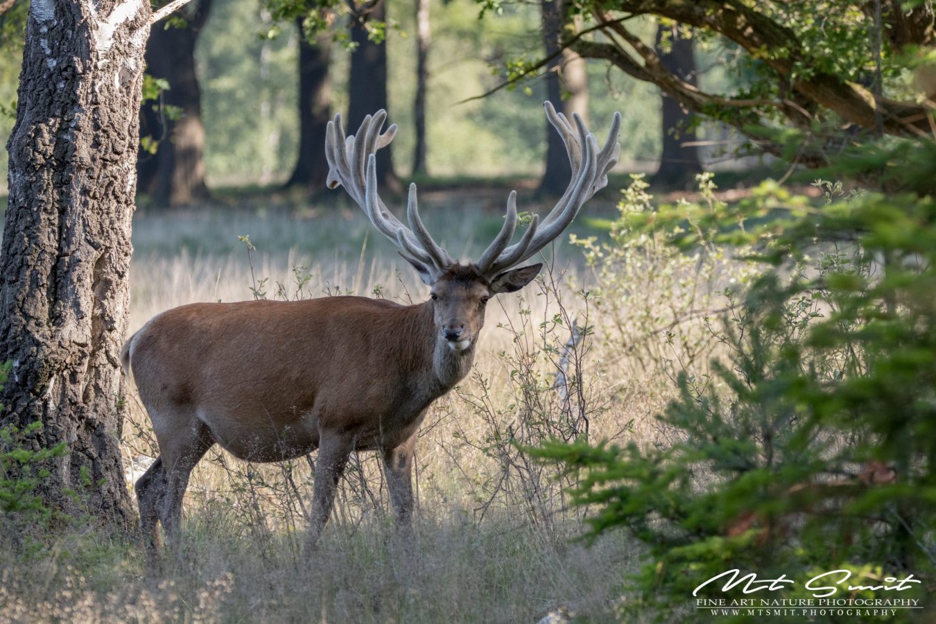 RED DEER IN THE FOREST