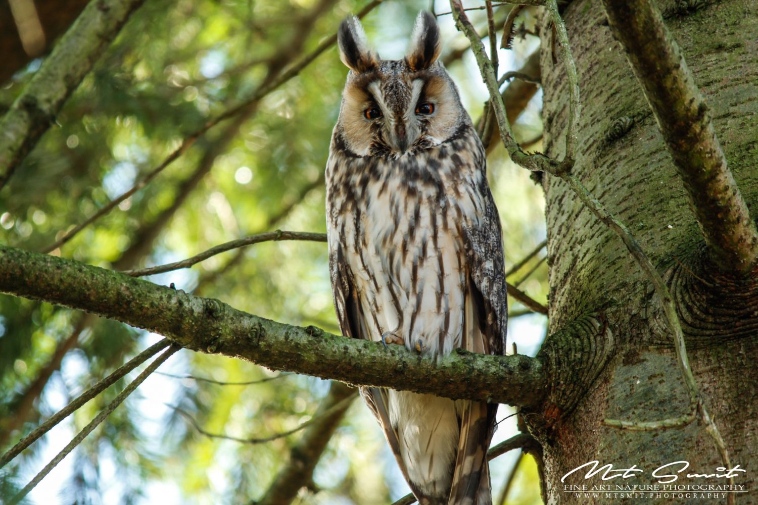 LONG EARED OWL