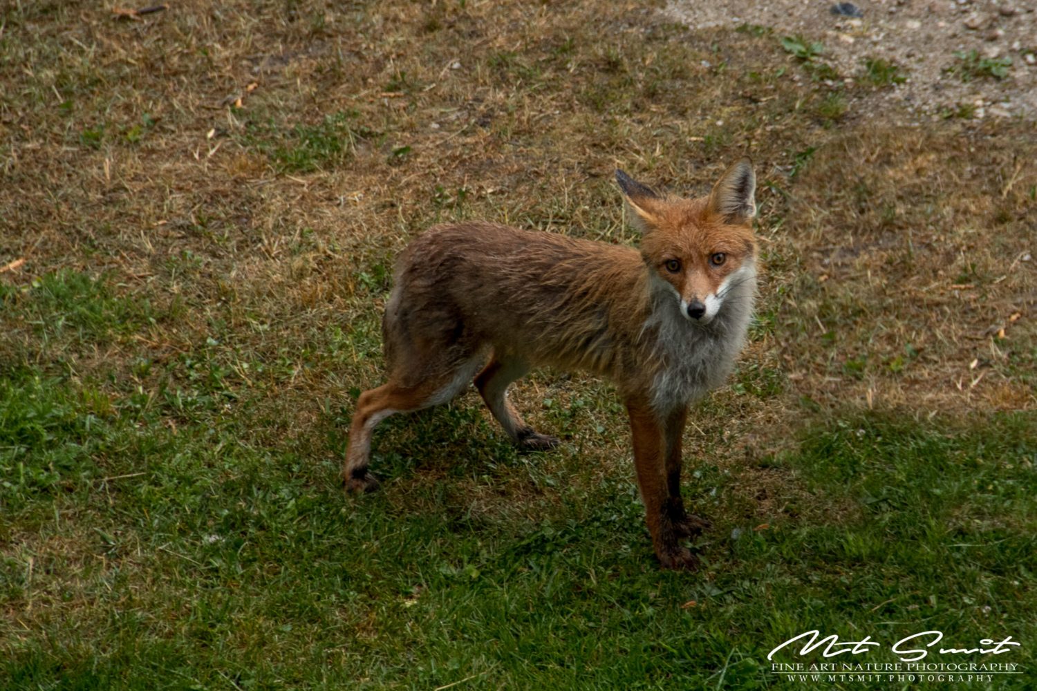 CLEVER FOX