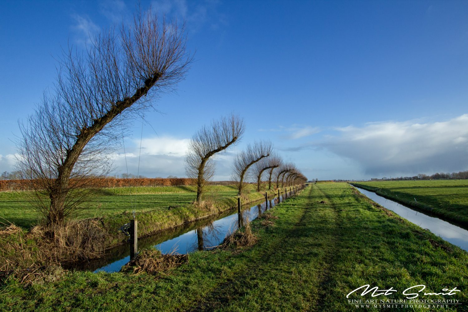 CURVED TREES