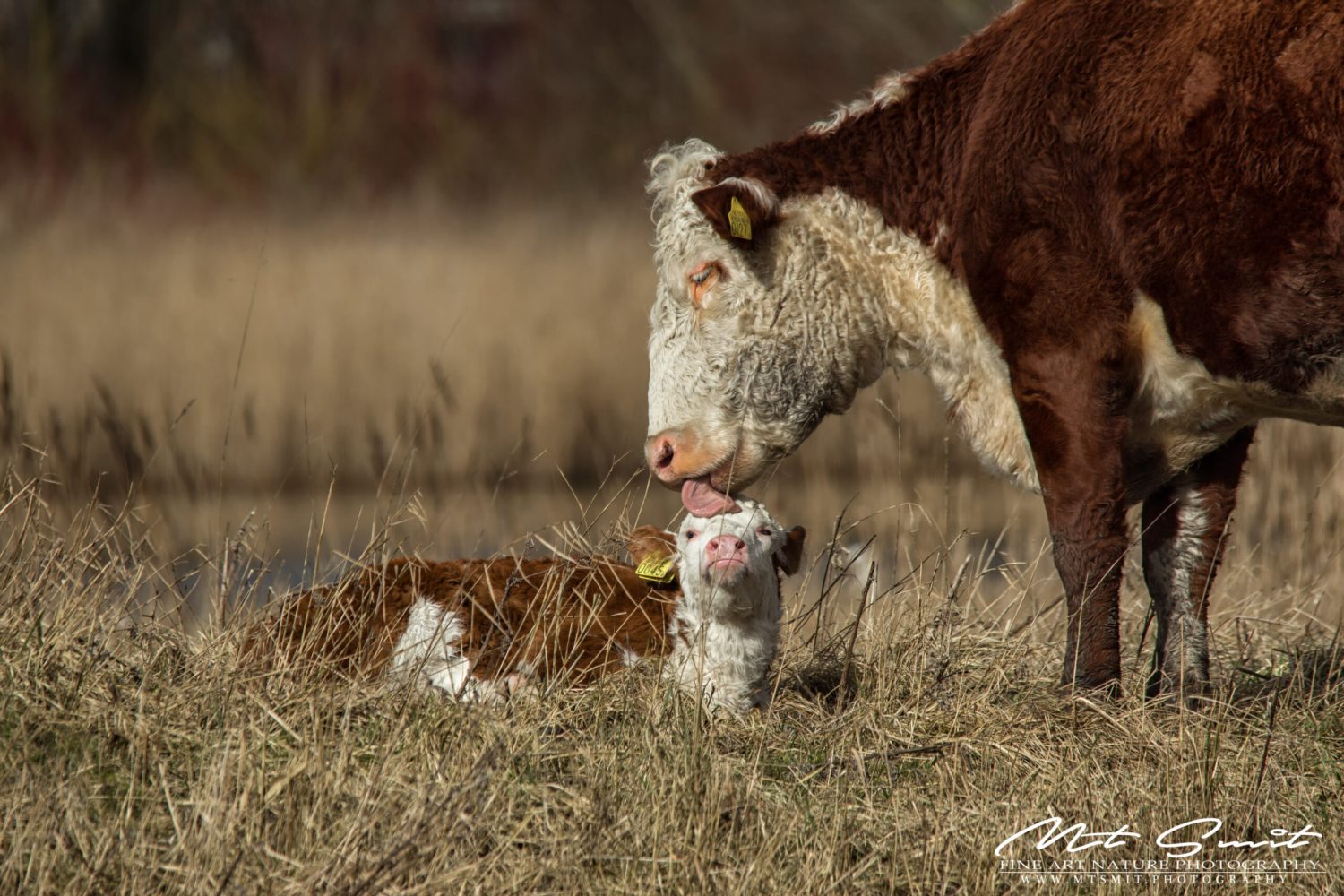 MOTHER AND CALF