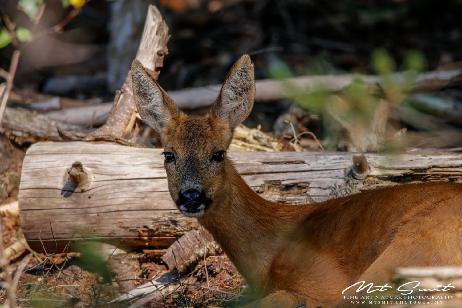 ROE DEER