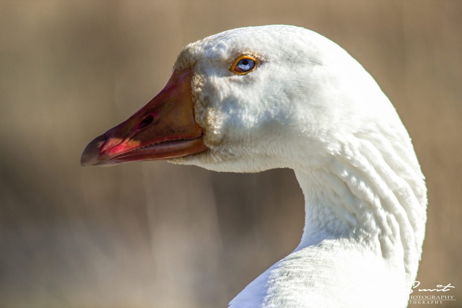 PORTRAIT OF A GOOSE