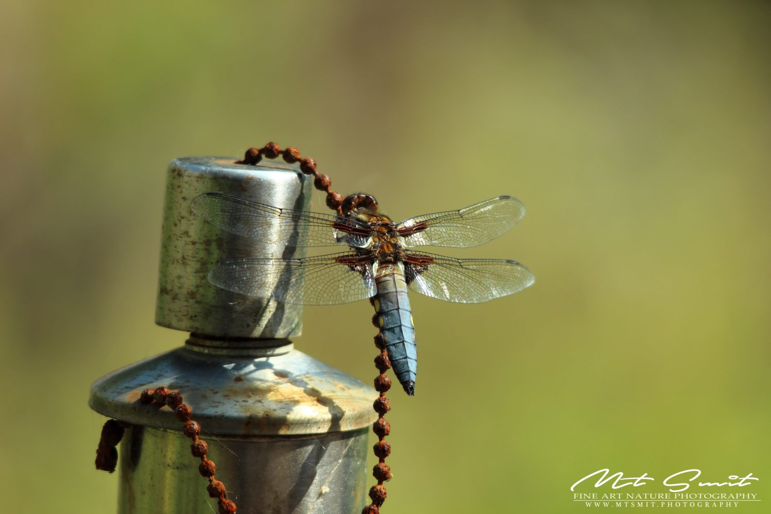 BROAD-BODIED CHASER