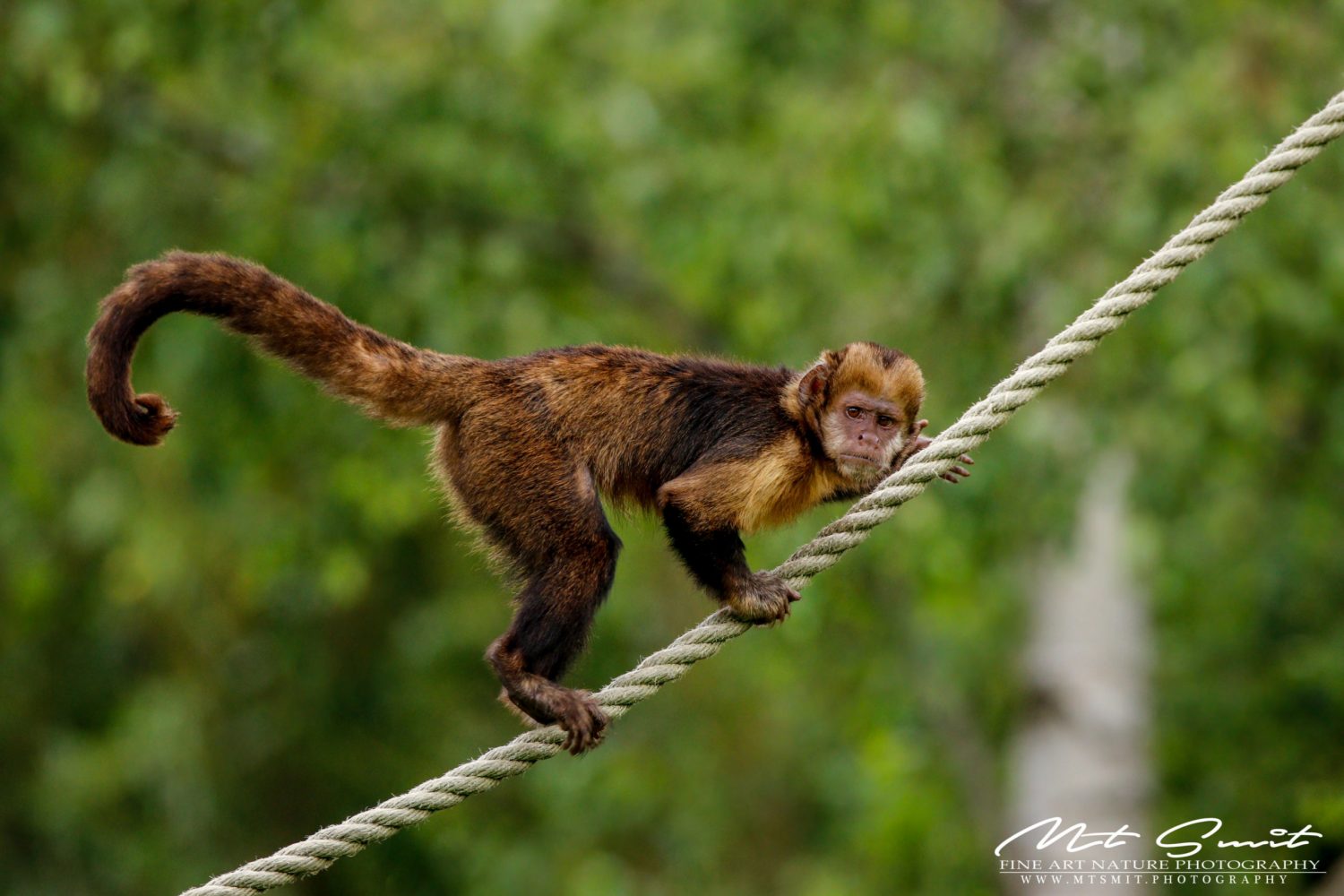 YELLOW BREAST CAPUCHIN