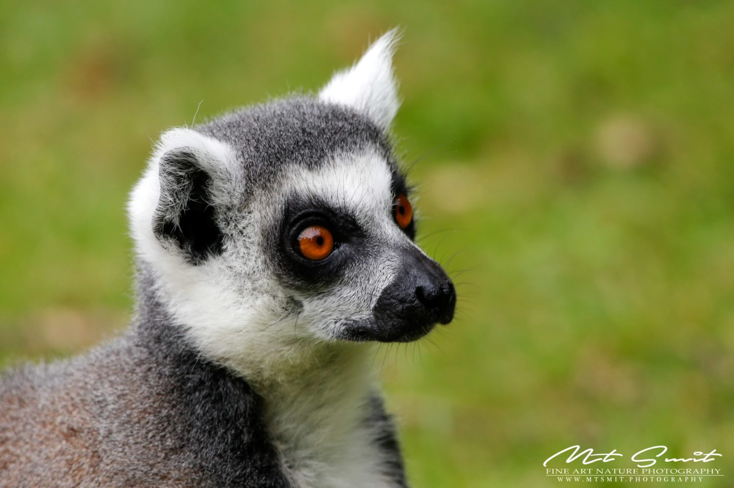 RINGTALE LEMUR MAKI