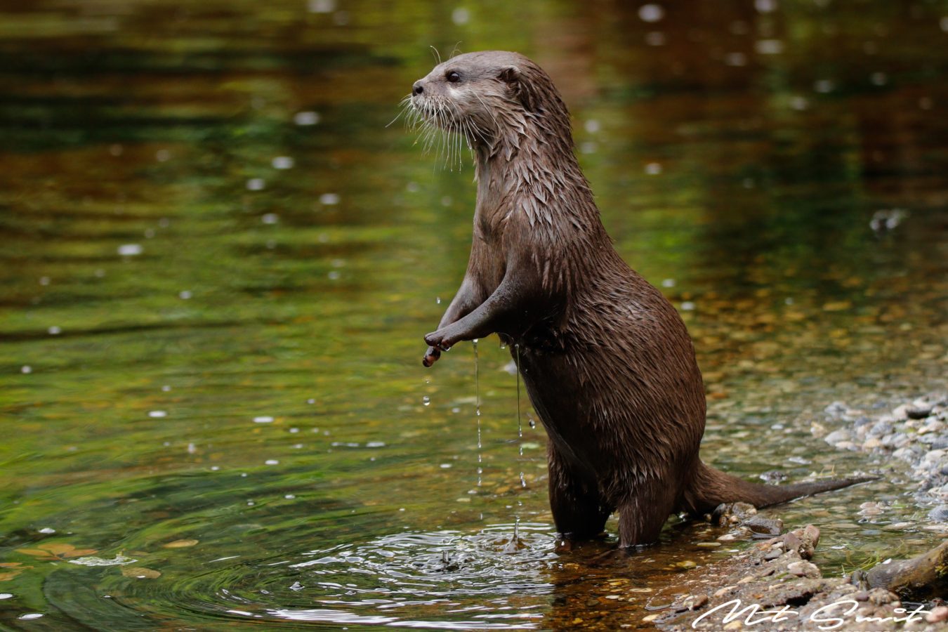 ASIAN SMALL-CLAWED OTTER
