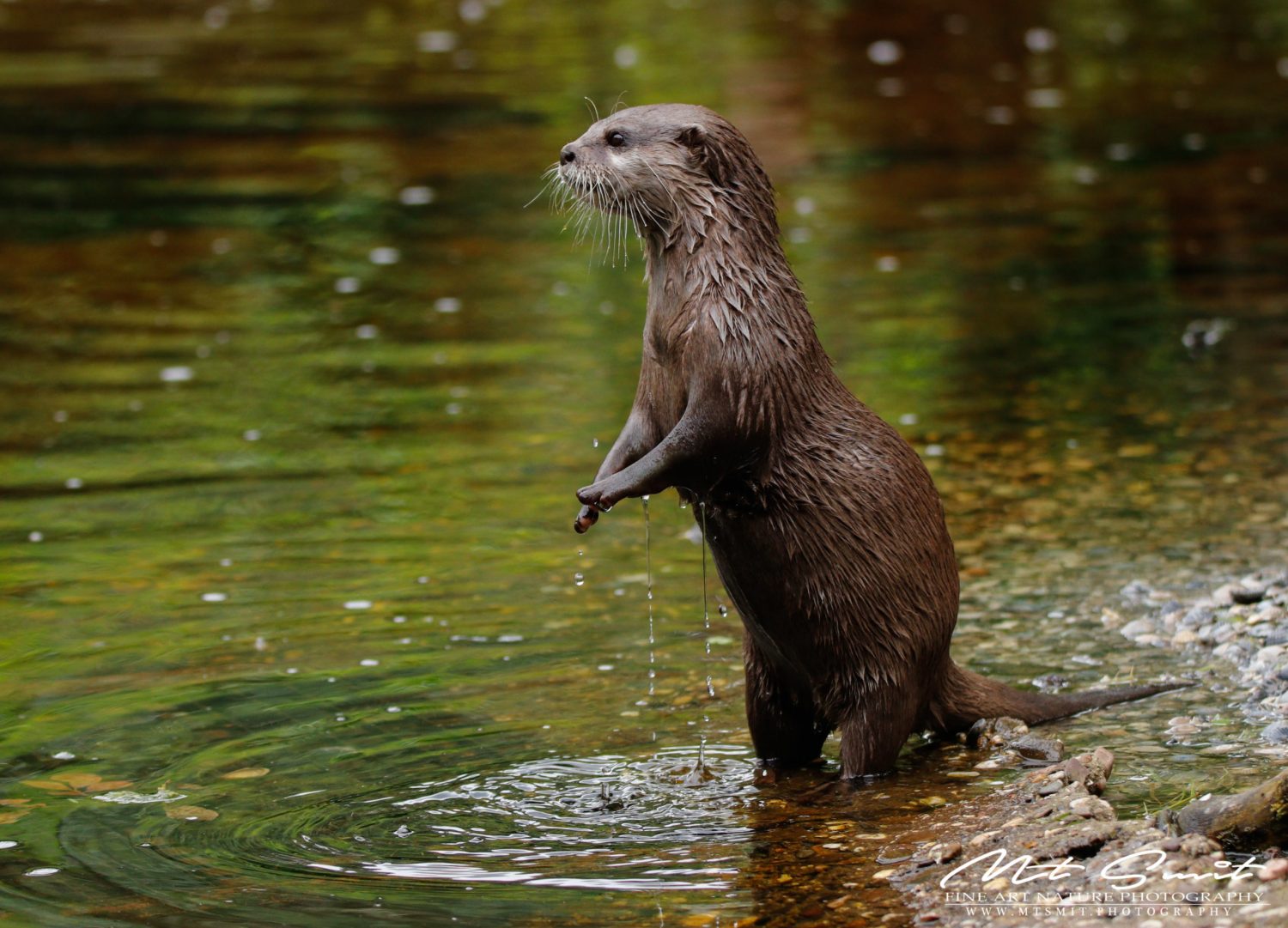ASIAN SMALL-CLAWED OTTER