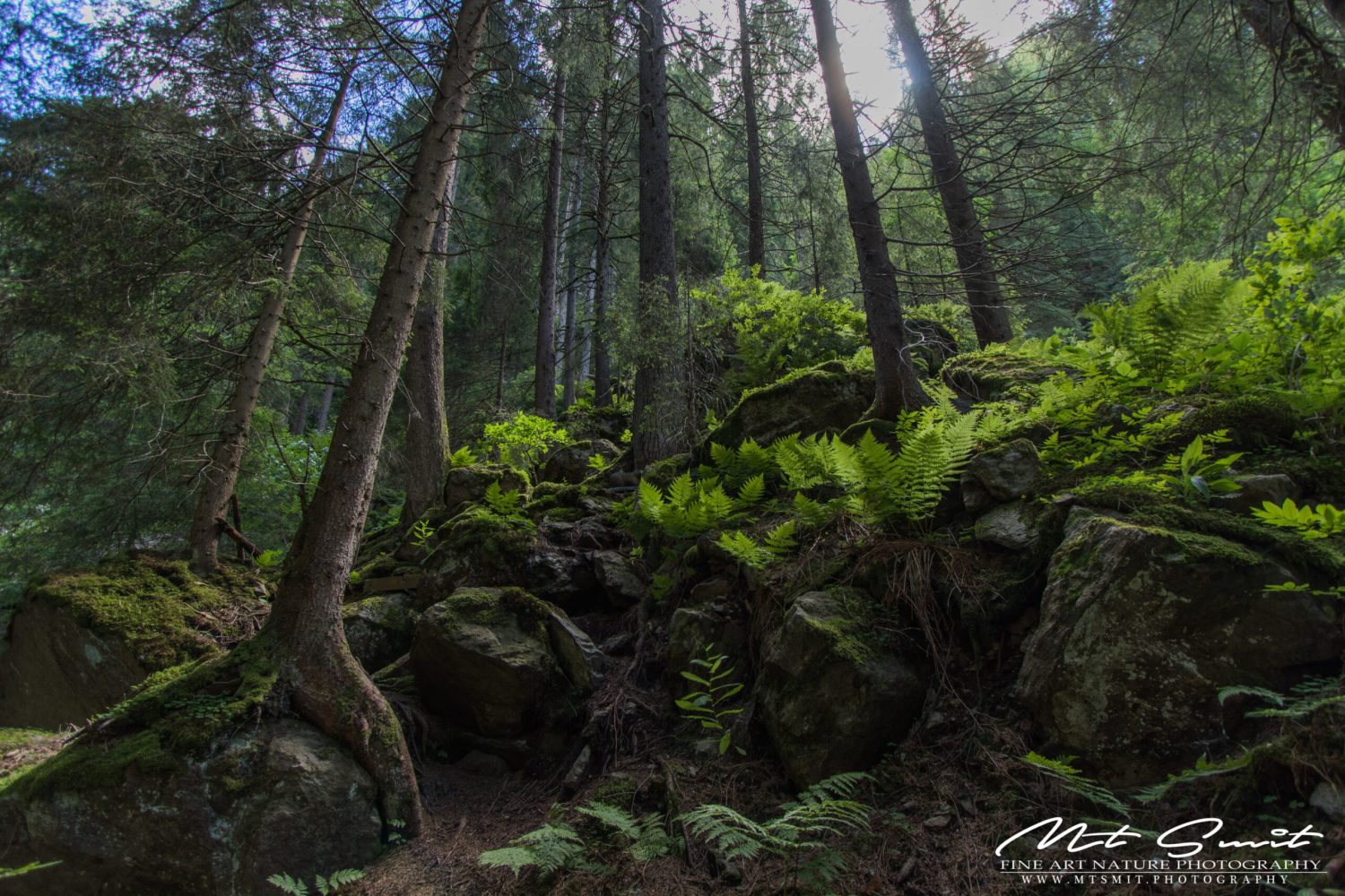 TREES & FERNS