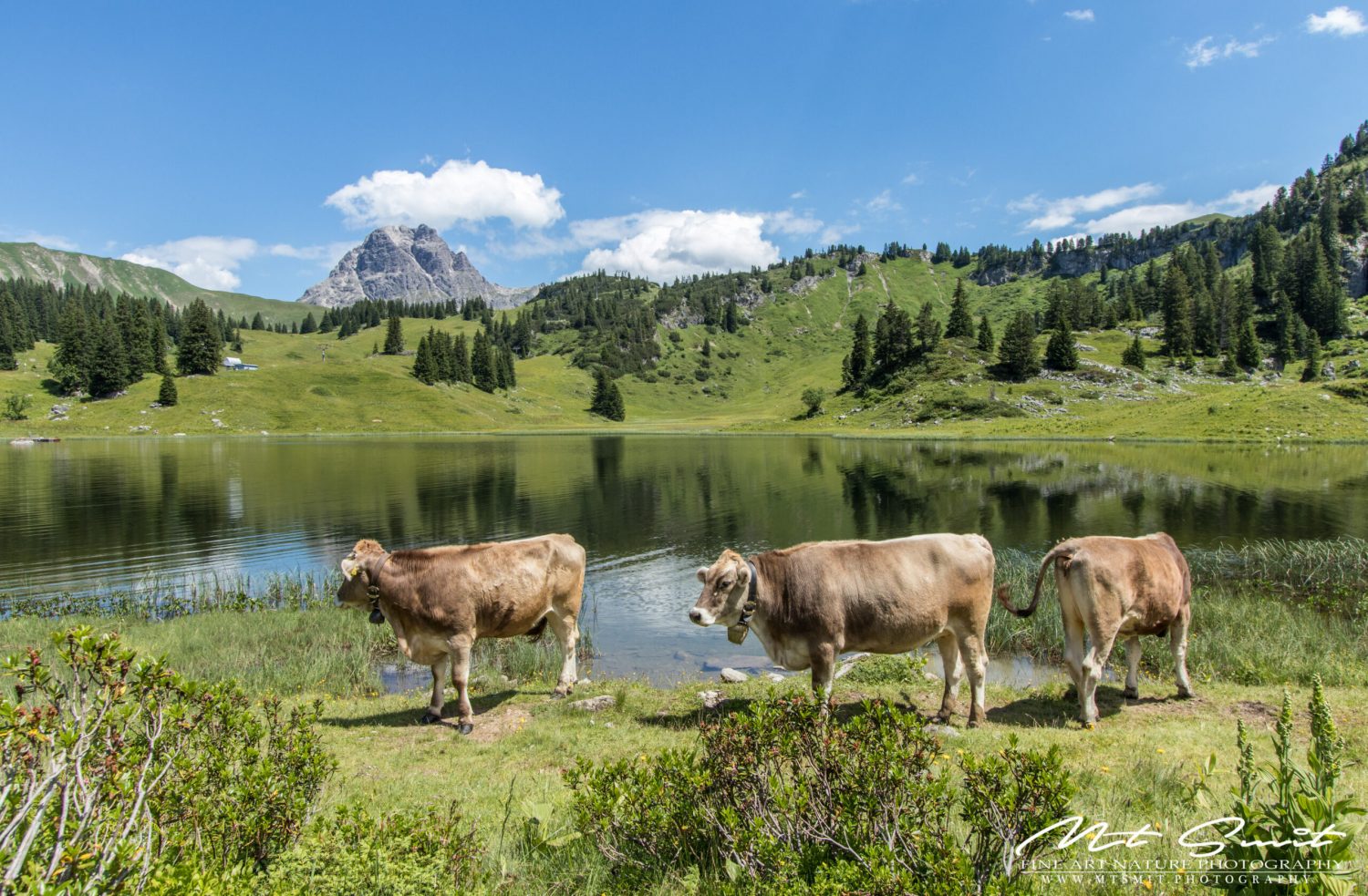 COWS OF KÖRBERSEE