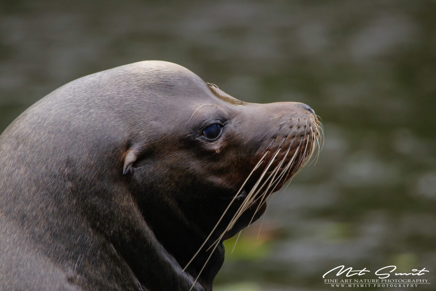 SEA LION