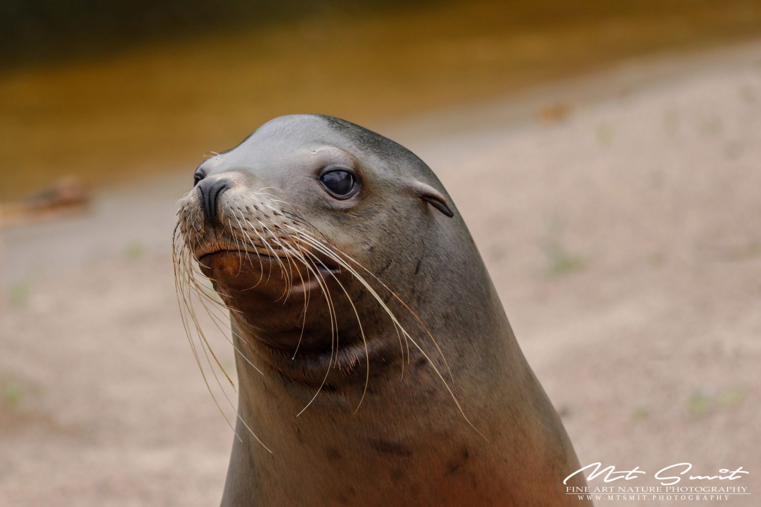 CALIFORNIA SEA LION