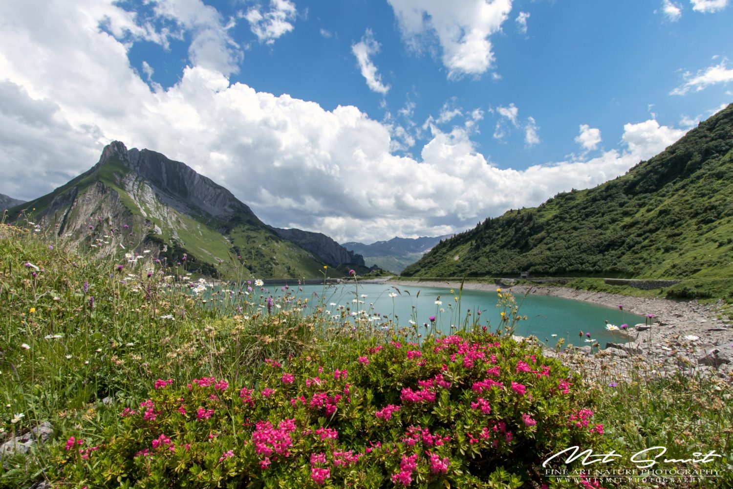 ALPINE ROSES
