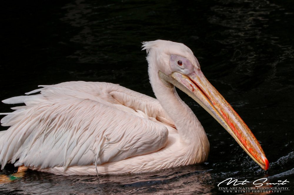 PINK PELICAN 2