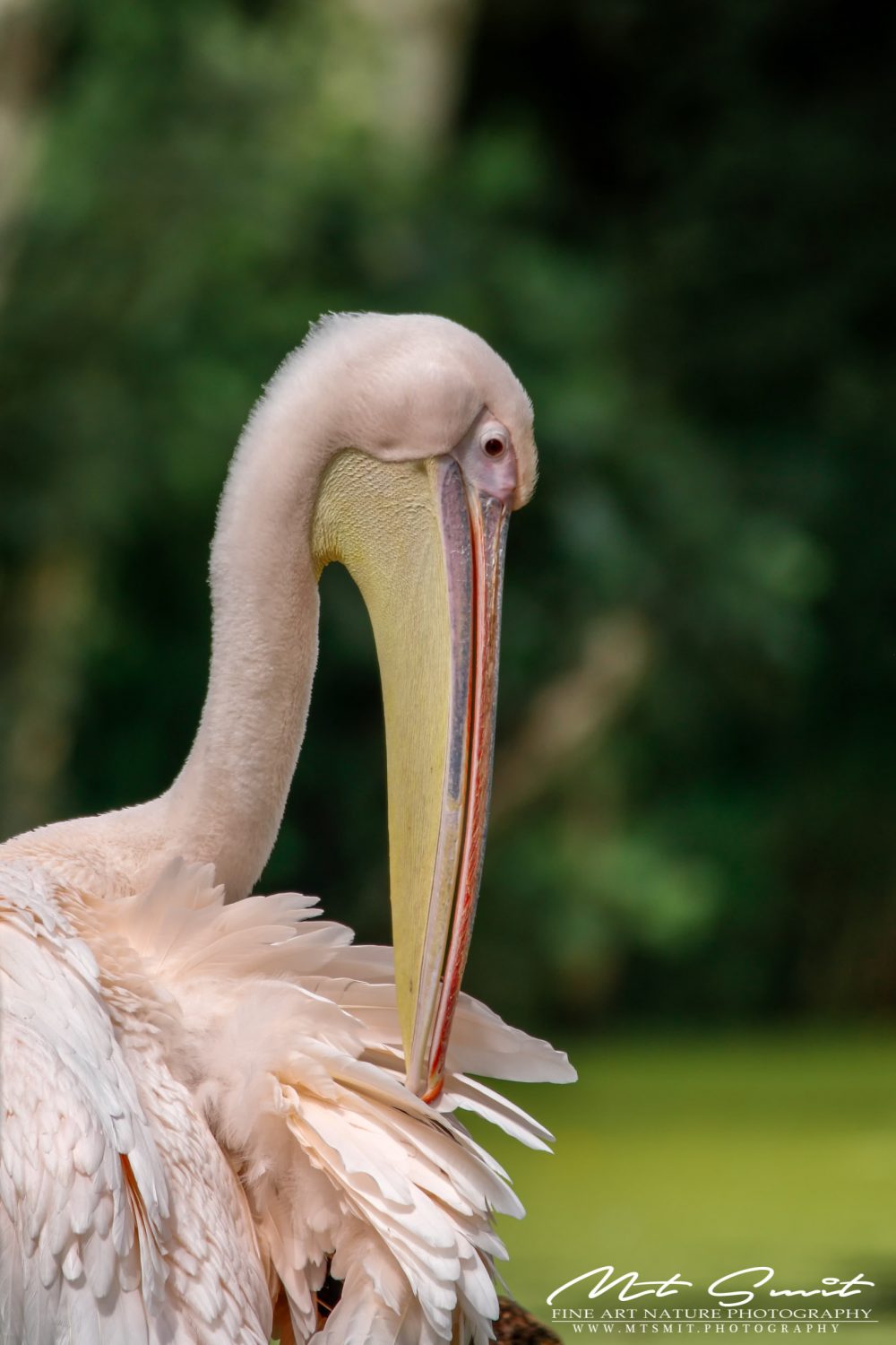 PINK PELICAN
