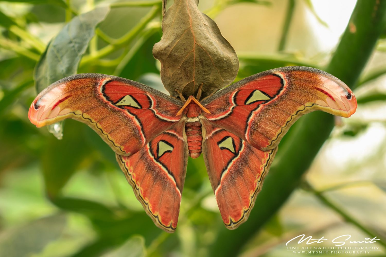 Attacus atlas