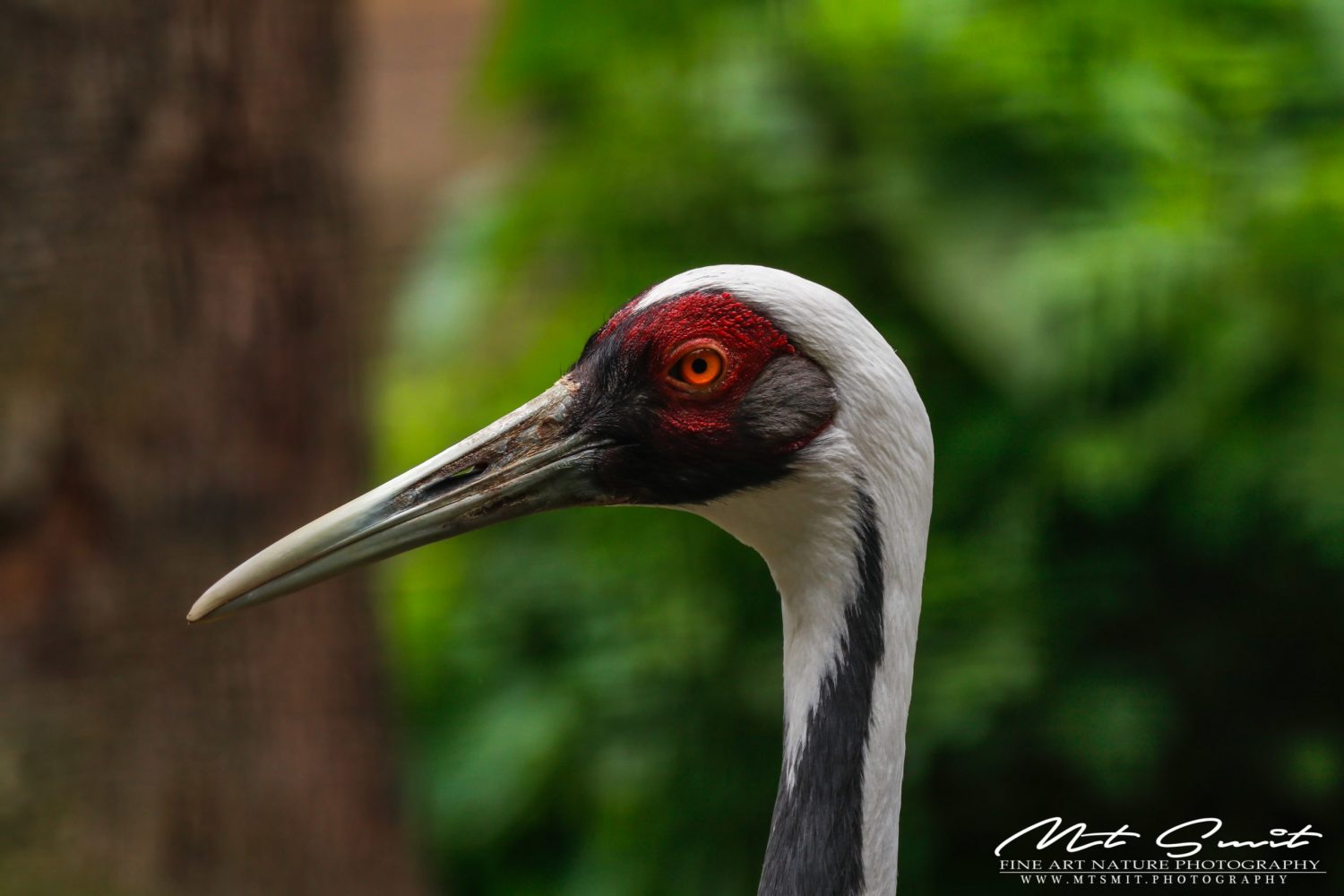 WHITE NECKED CRANE