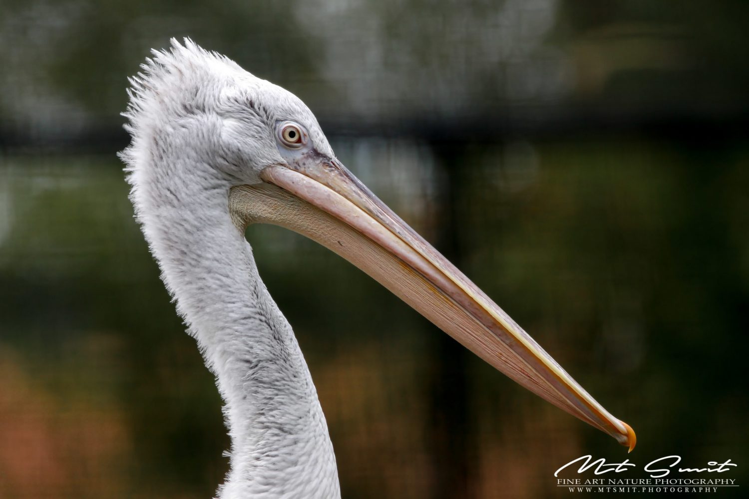 DALMATIAN PELICAN