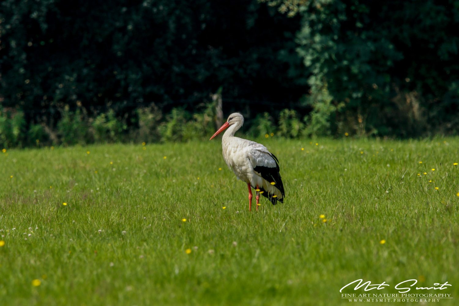 WHITE STORK