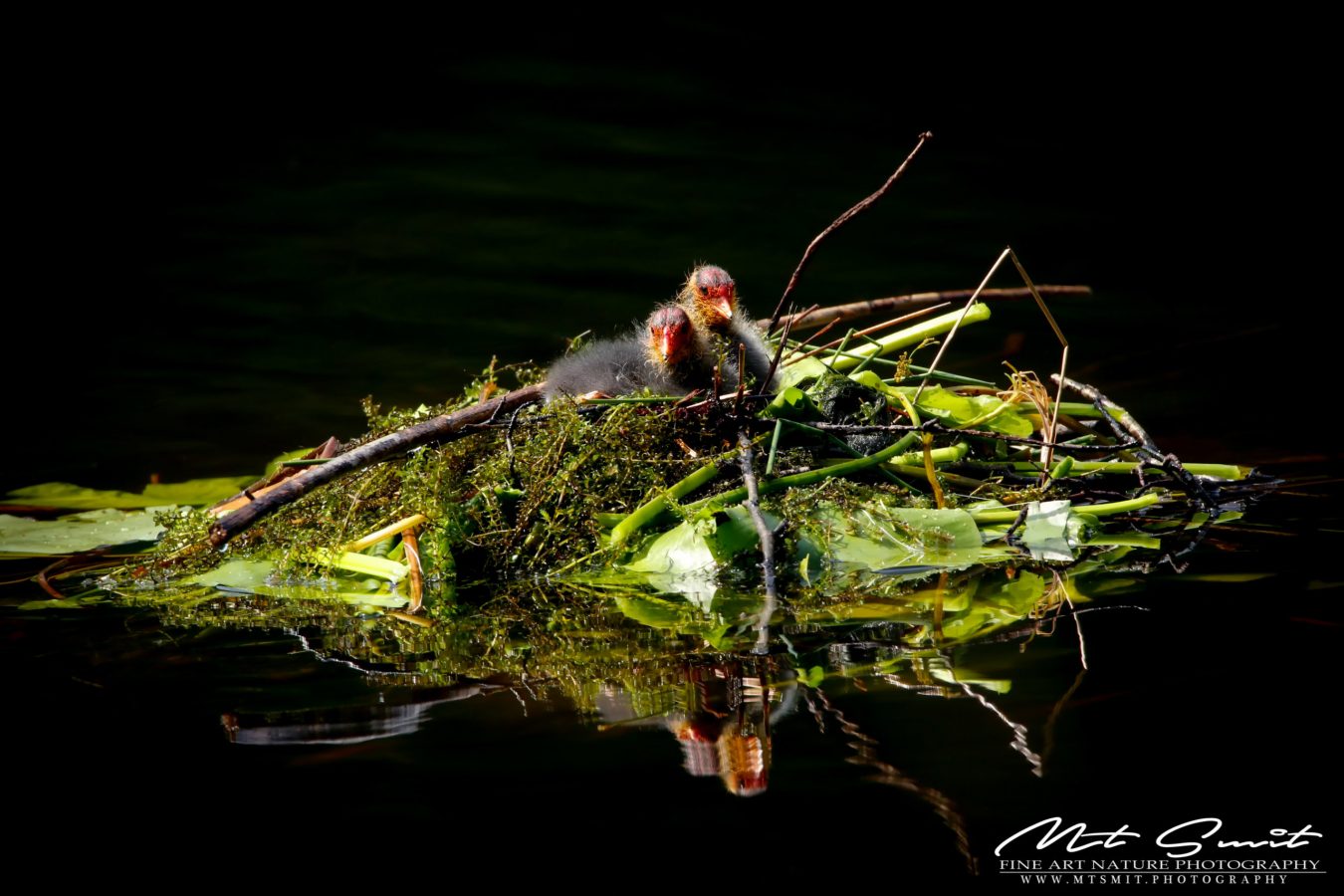 COOT CHICKS