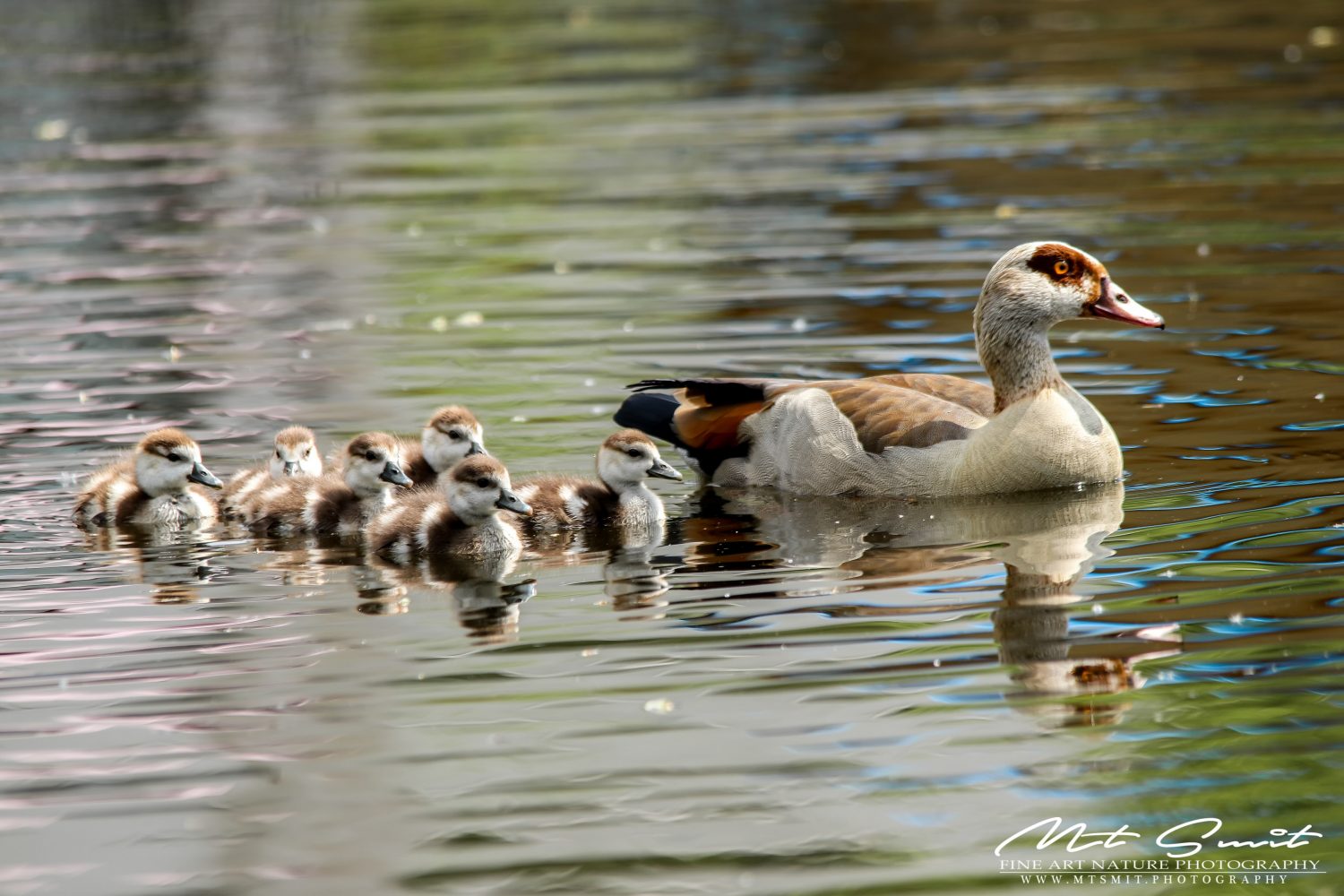 LITTLE NILEGOOSE