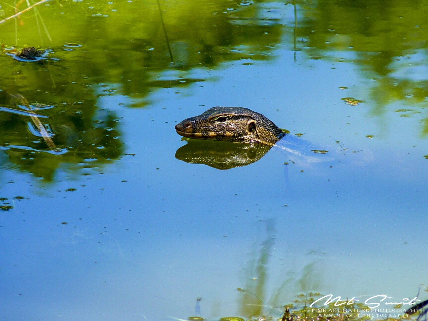 JURRASSIC SWIMMER