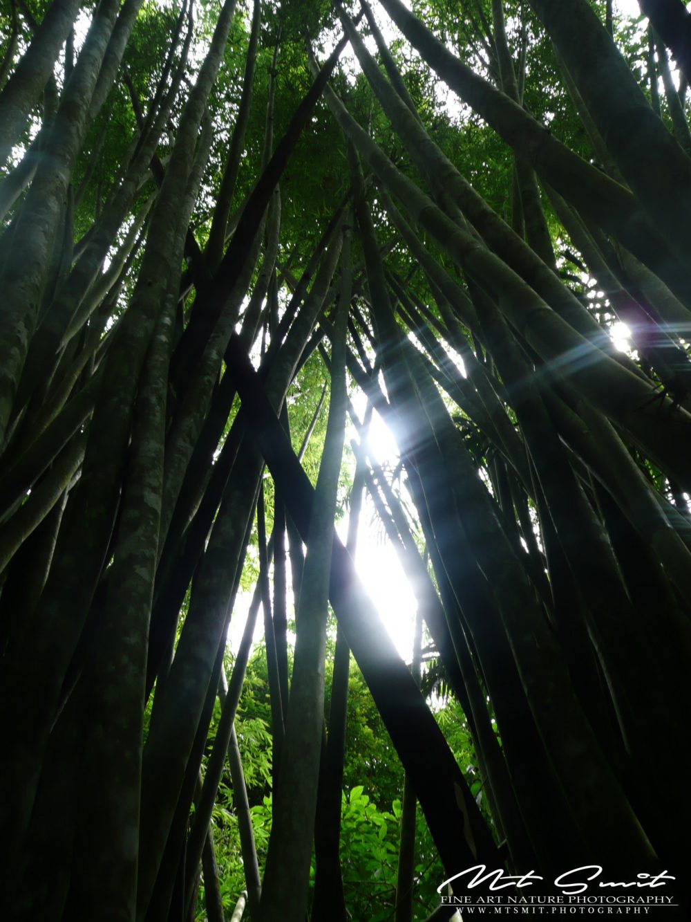 BAMBOO FOREST