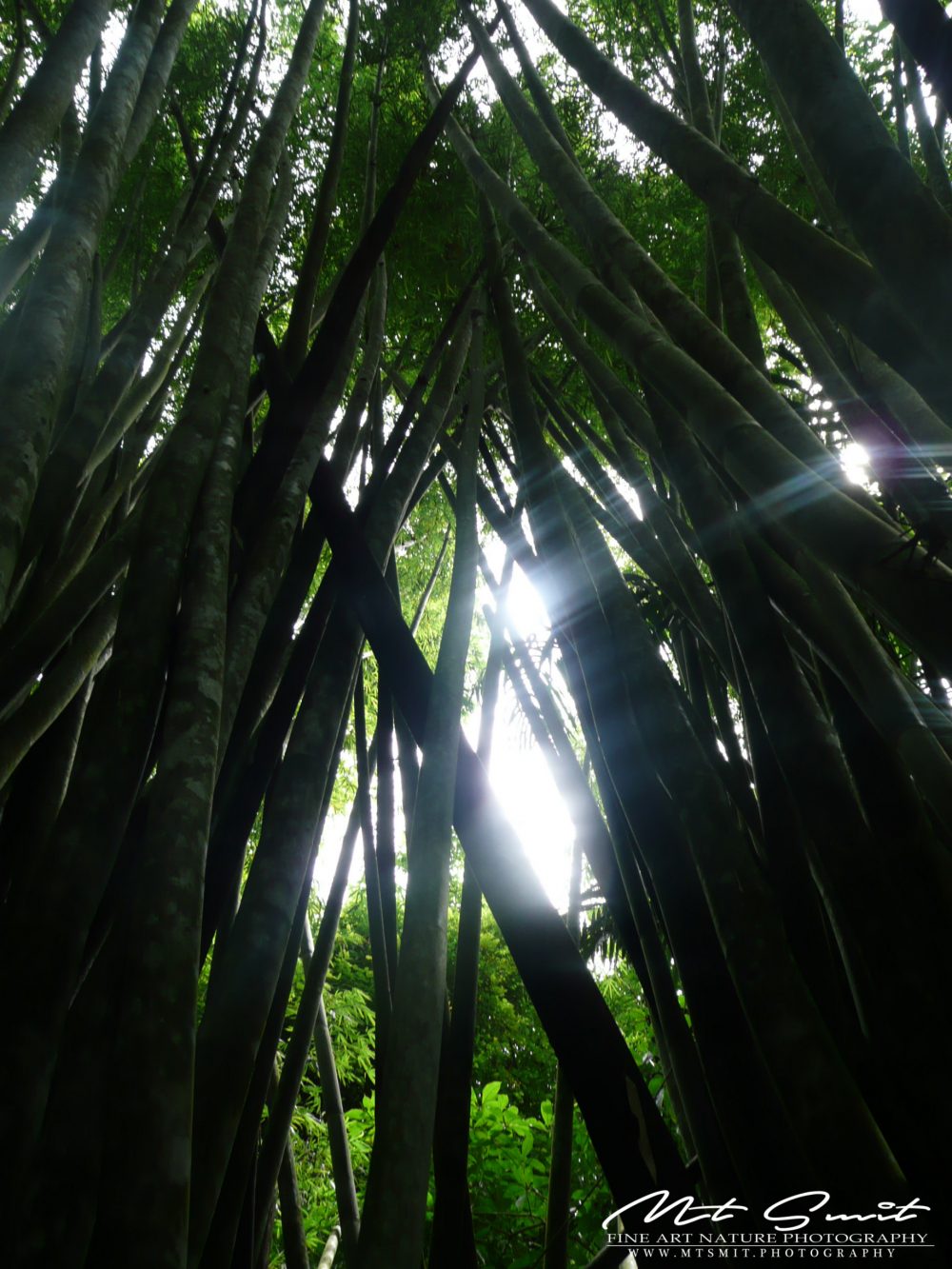 BAMBOO FOREST
