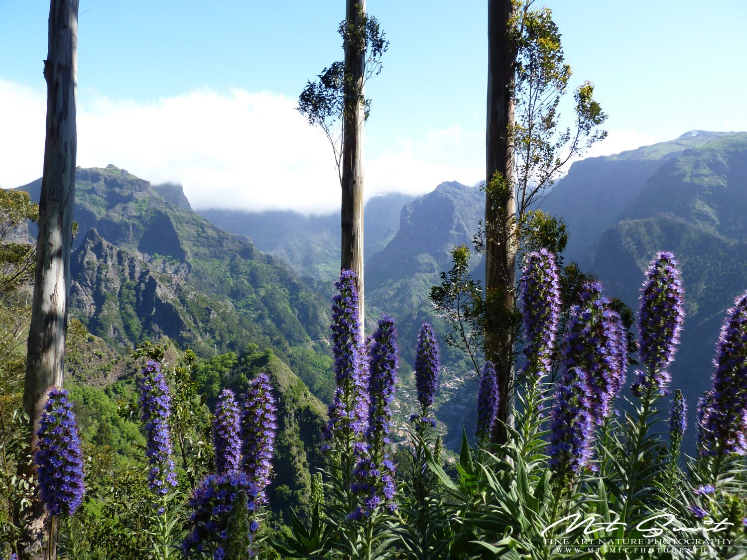 PRIDE OF MADEIRA