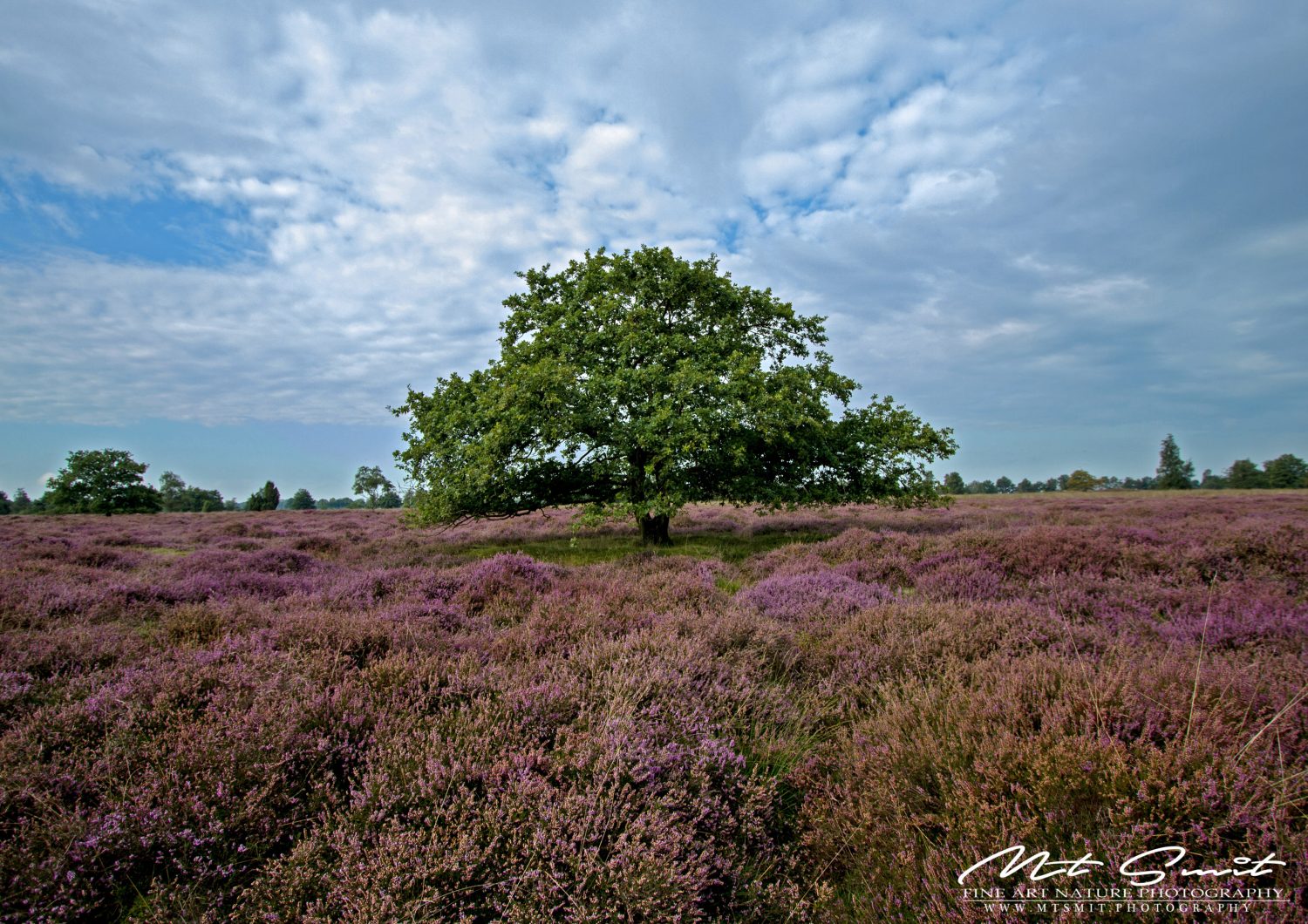 PURPLE HEATH